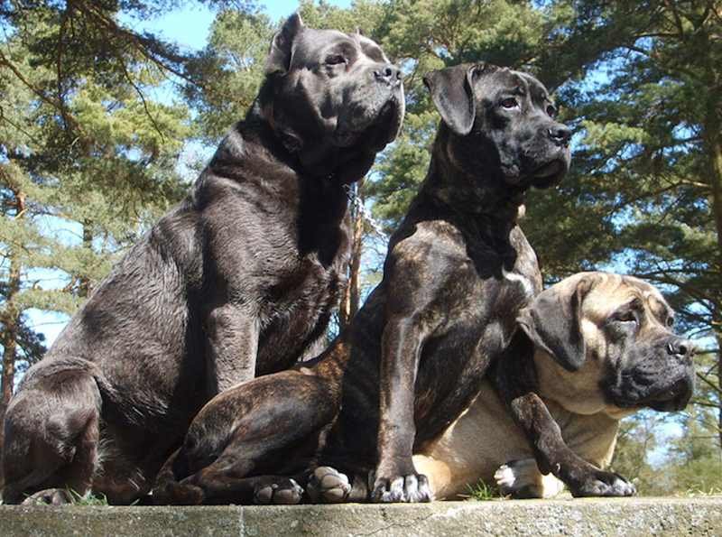 cane corso dog