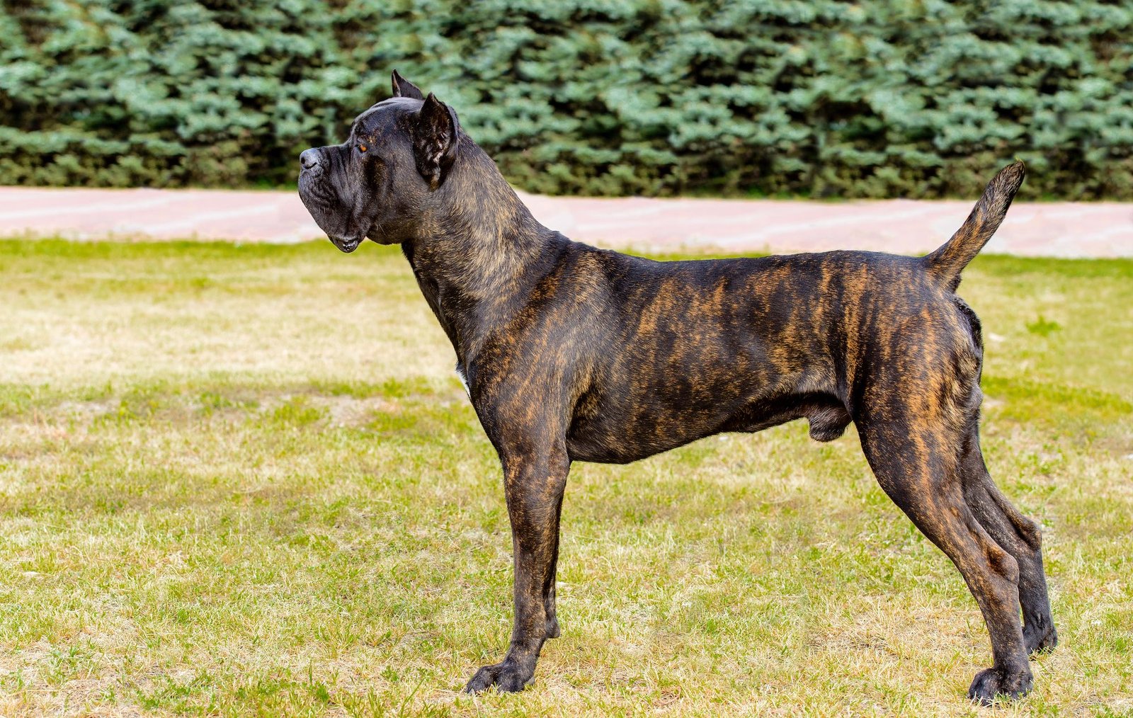 cane corso brindle