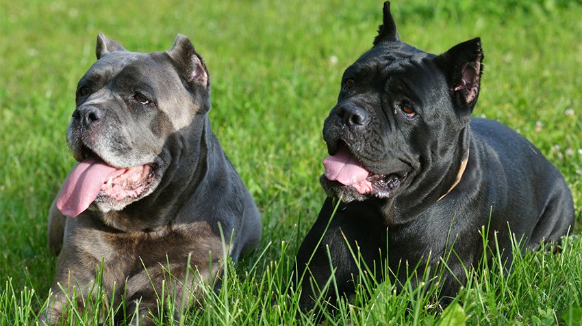cane corso