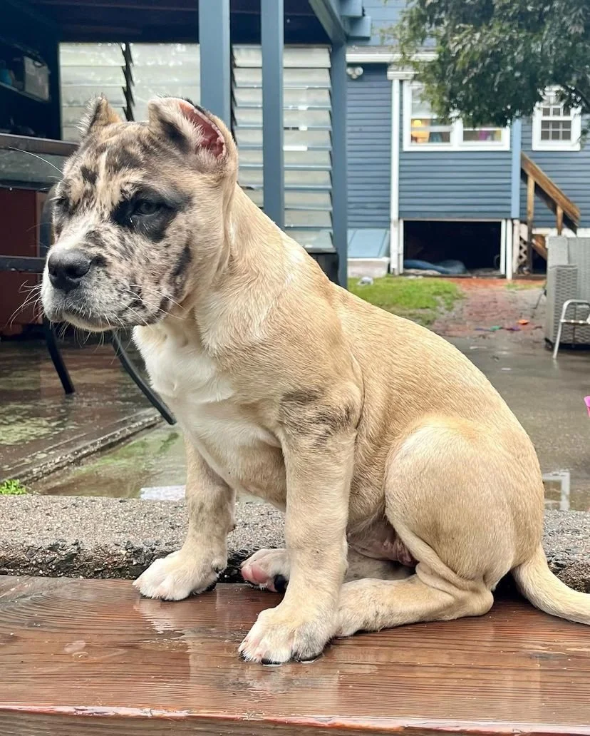 royal corsos